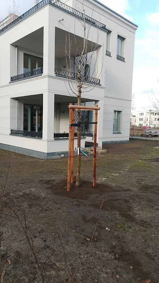 Frisch gepflanzter Baum mit Dreibock aus Holzpfählen als Verankerung