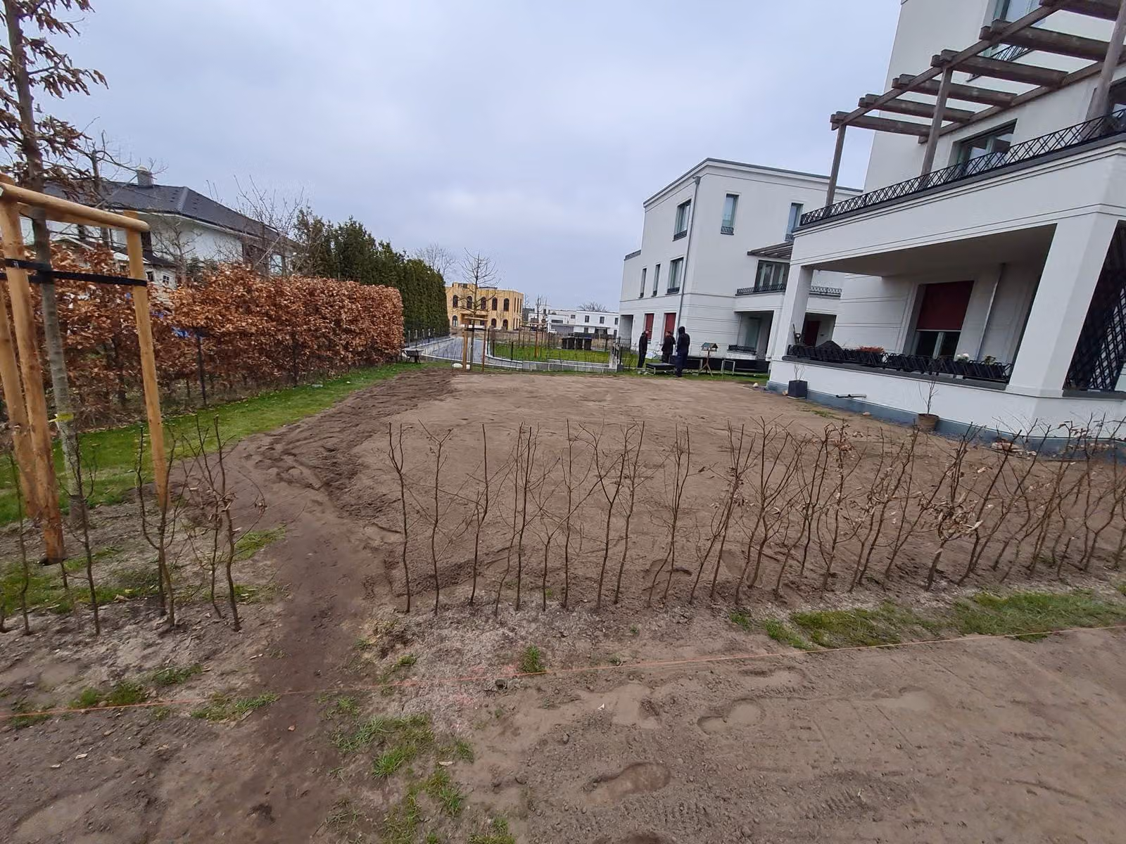 Frisch gesetzte Heckenpflanzung in einer Reihe auf dem vorbereiteten Sandplanum