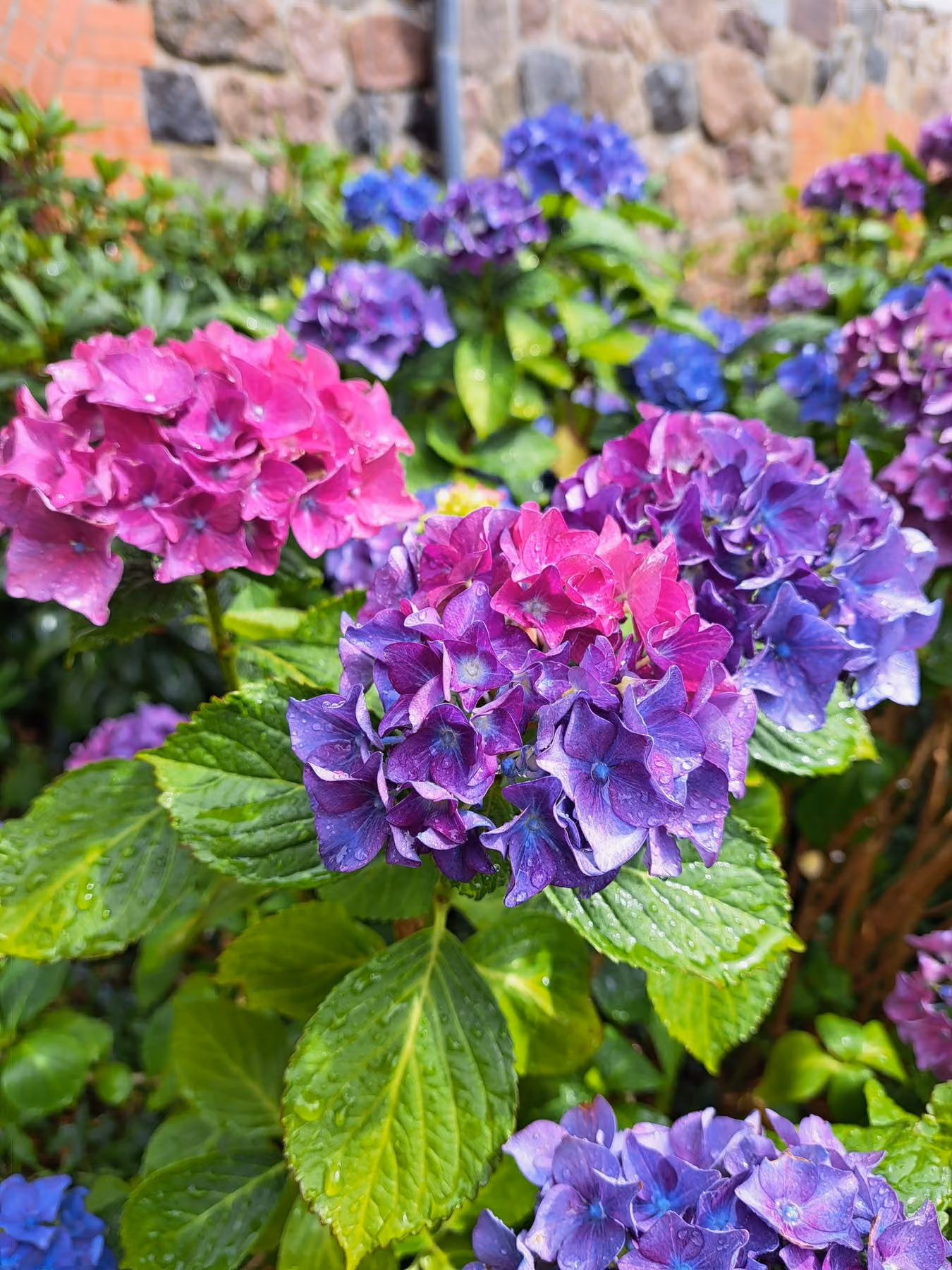 Blaue und pinkfarbene Bauernhortensien vor einer Natursteinmauer im Hintergrund