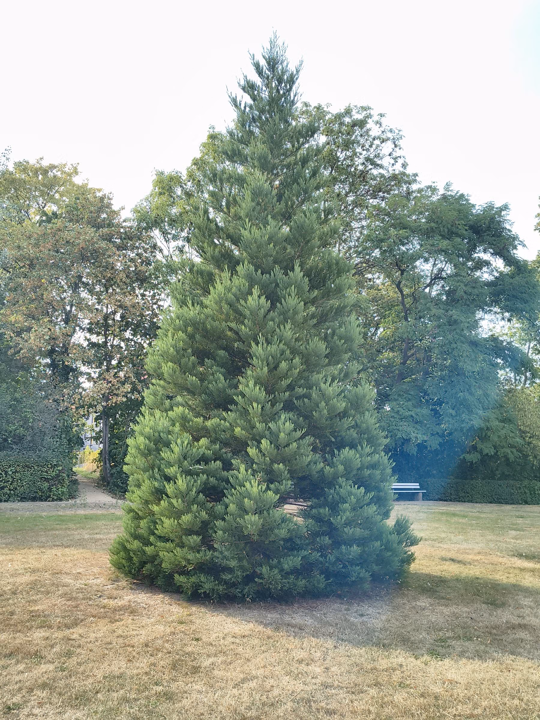Großer kegelförmiger Nadelbaum als Solitär auf einer Rasenfläche in einer Grünanlage