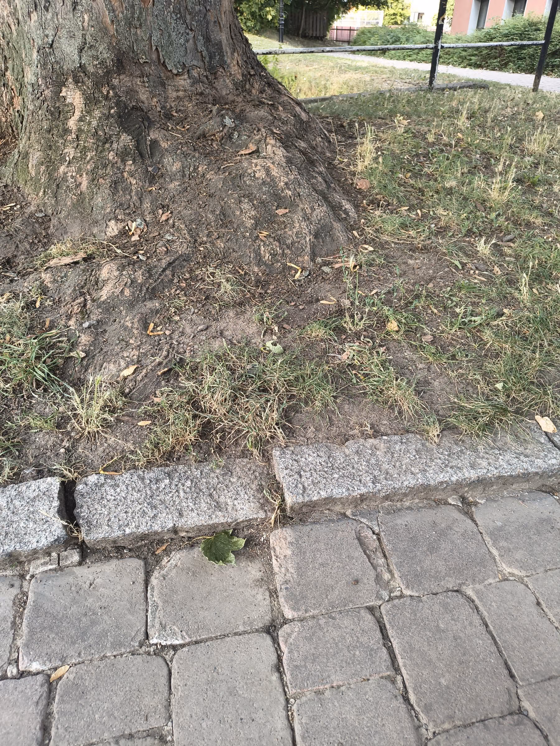 Granit-Bordstein neben einem Baumstamm, von der Wurzel angehoben und aus der Flucht geschoben