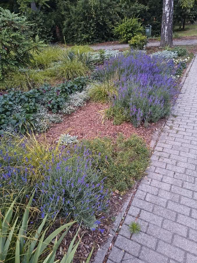 Staudenbeet mit Lavendel und Rindenmulch entlang eines Weges