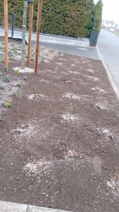 Frisch gesetzte Staudenpflanzung entlang eines Gehwegs, Boden noch offen